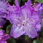 Rhododendron impeditum Blomma