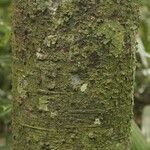 Ocotea amazonica Cortiza