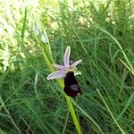 Ophrys bertolonii Квітка