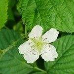 Rubus caesius പുഷ്പം