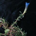 Gentiana meiantha موطن