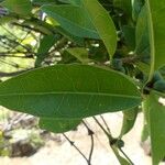 Polysphaeria multiflora Hoja