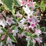 Weigela floridaFlower