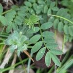 Astragalus hypoglottis Blad