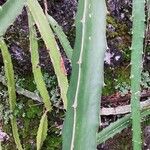 Hylocereus trigonus Blad