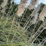 Cortaderia selloana Leaf