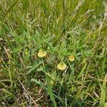 Physalis longifolia Cvet