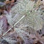 Equisetum sylvaticumFuelha