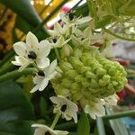 Ornithogalum arabicum Flower