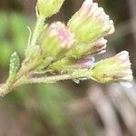Ageratina adenophora Λουλούδι