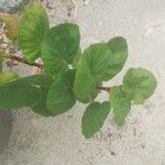 Greyia flanaganii Hoja