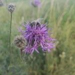 Centaurea scabiosaKvět