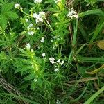 Galium rivale Flower