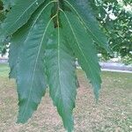 Castanea pumila 叶