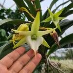 Angraecum sesquipedaleFlor