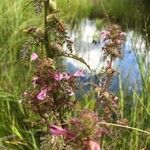 Pedicularis palustris ഇല