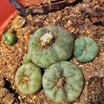 Lophophora diffusa Flower