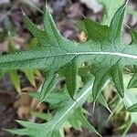 Cirsium vulgare ᱥᱟᱠᱟᱢ