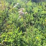 Achillea nobilis 整株植物