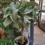 Kalanchoe beharensis Yaprak