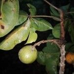 Leeuwenbergia africana Fruto
