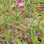 Polygala vulgaris Plante entière