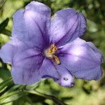 Solanum nudum Flower