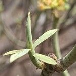 Euphorbia lamarckii Hoja