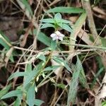 Sauvagesia erecta ᱵᱟᱦᱟ