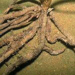 Prescottia stachyodes Corteza