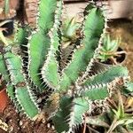 Euphorbia restricta Deilen