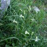 Silene douglasii Hábito
