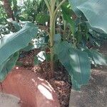 Musa velutina Folha