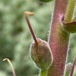 Antirrhinum latifolium Fruto