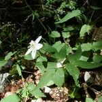 Anemonoides trifolia 花