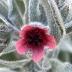 Pardoglossum cheirifolium Flower