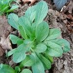 Valeriana locusta Blad