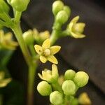 Gongronemopsis latifolia Blüte