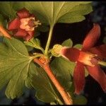 Ribes amarum Flower