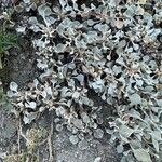 Eriogonum ovalifolium Blad