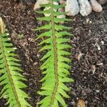 Polystichum munitum Foglia