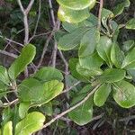 Pittosporum cherrieri Staniste