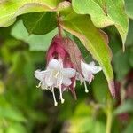 Leycesteria formosa Žiedas