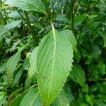 Strobilanthes hamiltoniana Levél