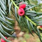 Taxus brevifolia Fruto