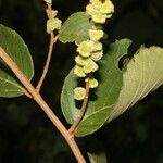 Gouania velutina Fruit