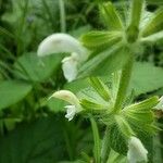 Salvia viridis Flower