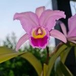 Cattleya trianae Цвят