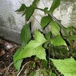 Lactuca floridana Hoja