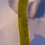 Vallisneria spiralis Leaf